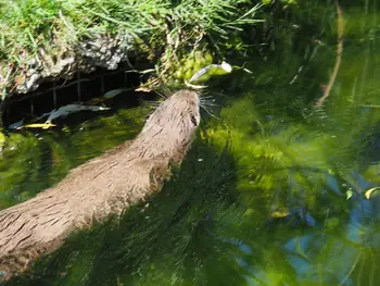 NaturOparC Hunawihr, Alsace (France)